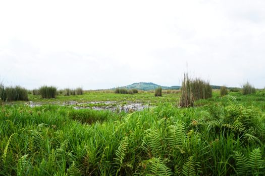 Uganda wetland