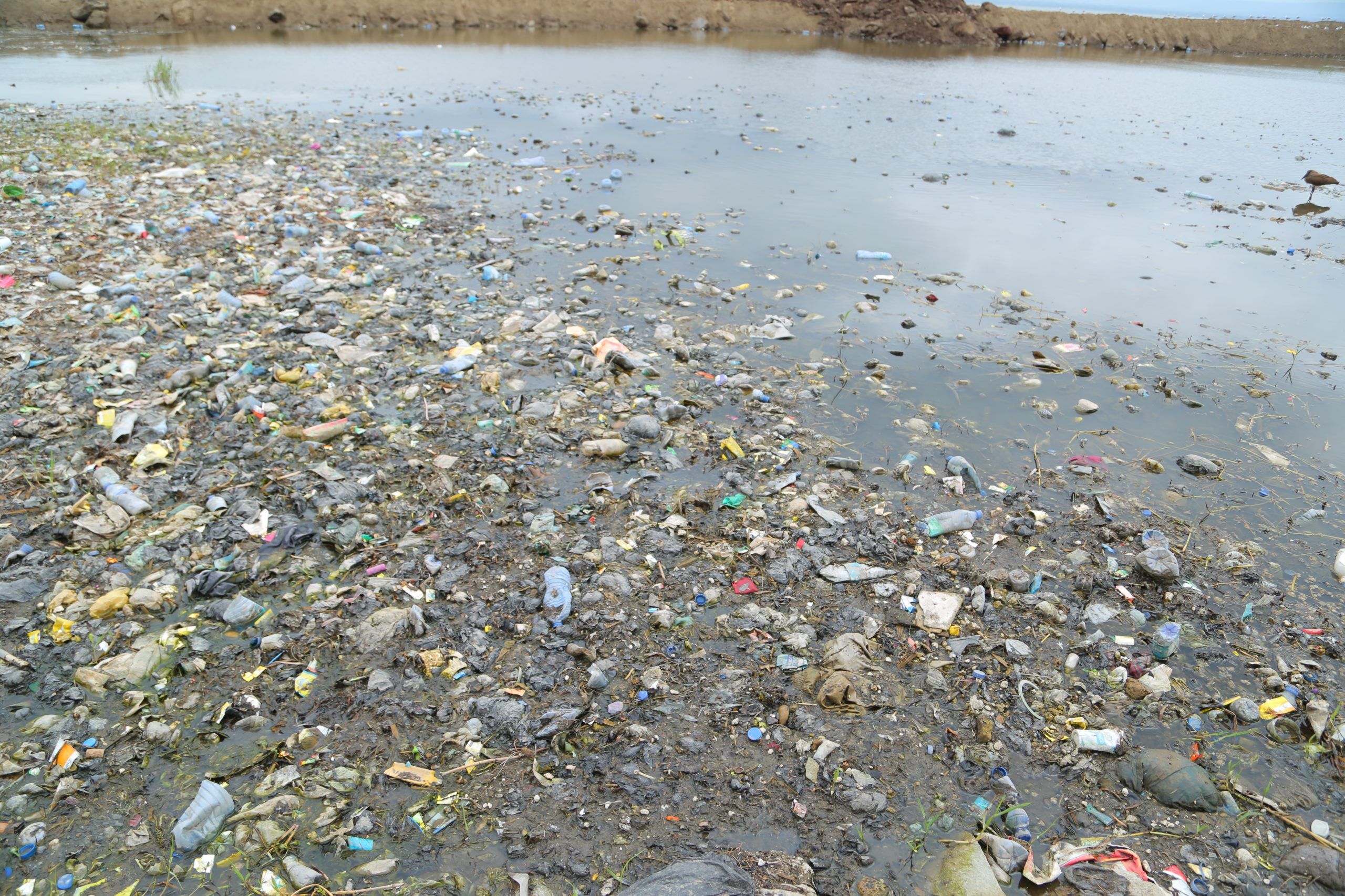Littered plastic polluting water bodies.
