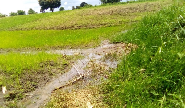 Rice field Uganda