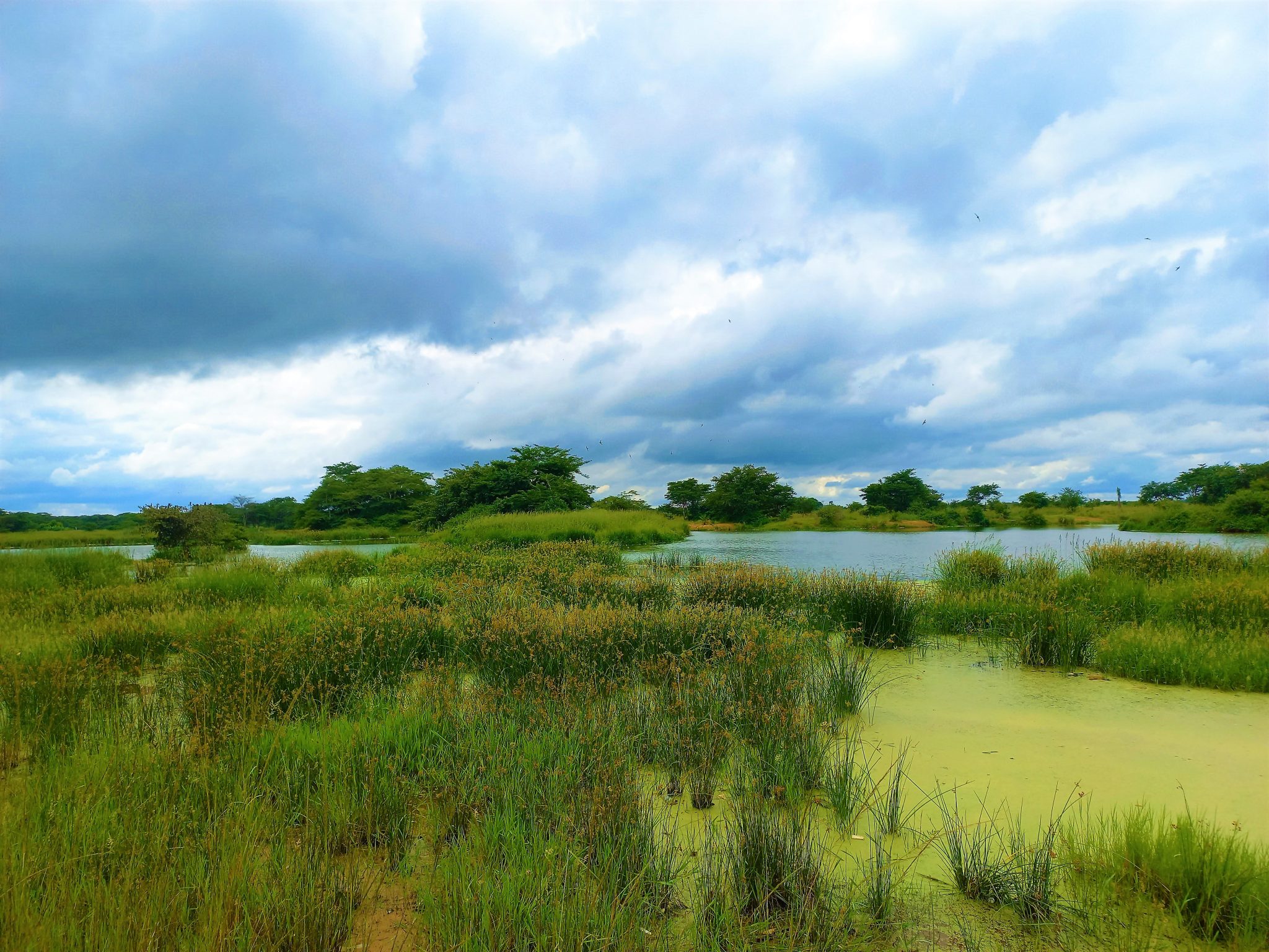 Urban Wetland Protection in Lusaka, Zambia - NatuReS