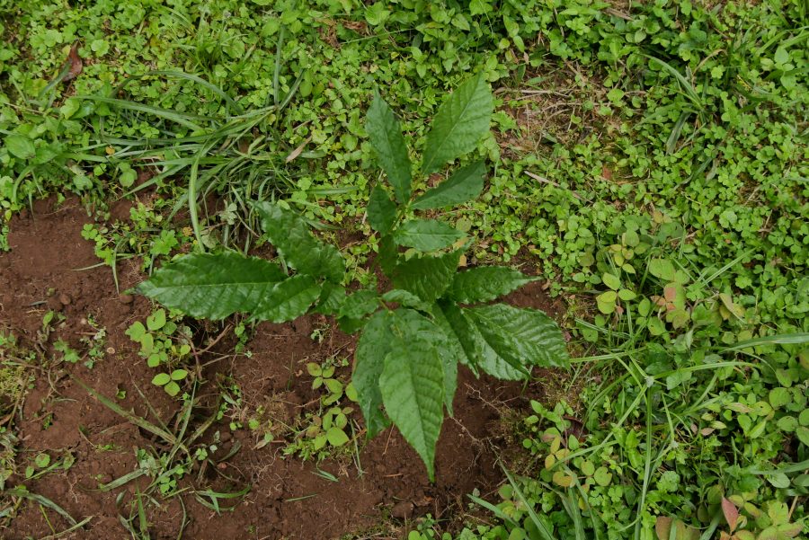 Tree being planted in Tanzania