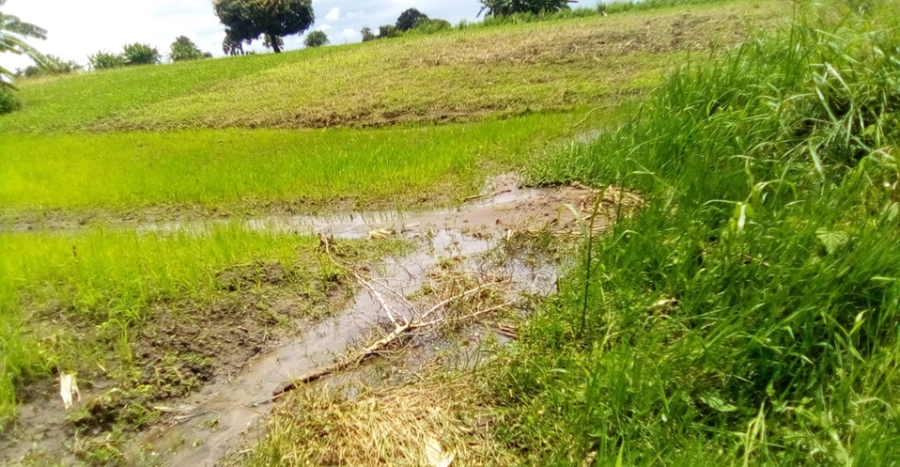 Rice field Uganda